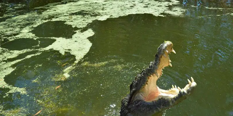 Đánh con gì để trúng lớn khi nằm mơ thấy cá sấu