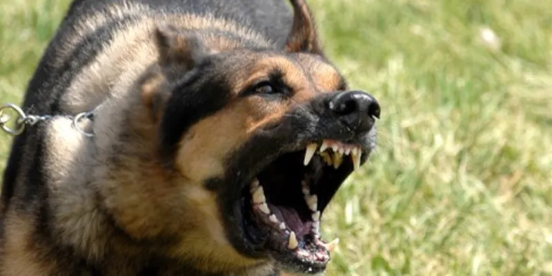 Một vài cách để chọn số đề dựa trên giấc mơ thấy chó cắn